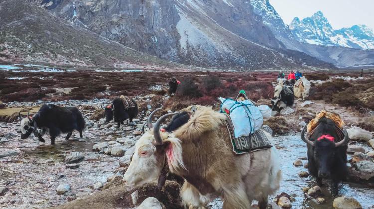 everest base camp